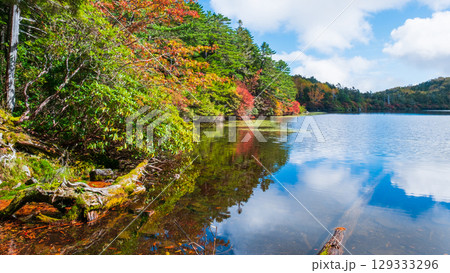 秋の白駒池 129333296