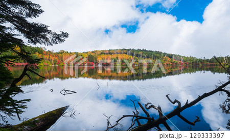 秋の白駒池 129333397