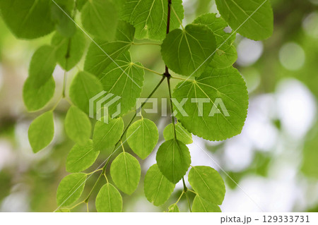 カツラの葉・樹木・植物(北海道・旭川市) カツラの葉・樹木・植物(北海道・旭川市) 129333731