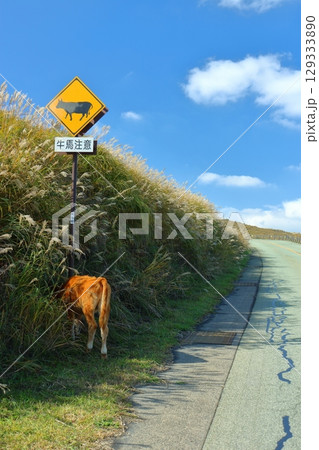 牛馬注意の警告標識のあか牛（阿蘇山） 129333890