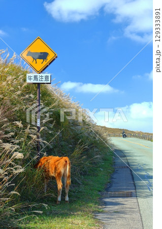 牛馬注意の警告標識のあか牛とバイク（阿蘇山） 129333891