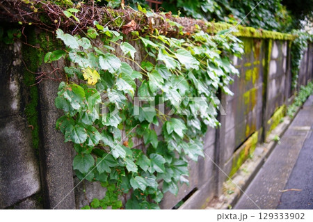 ツタと苔が覆う古いコンクリート塀 129333902