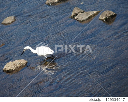 川で餌を探すダイサギ 129334047