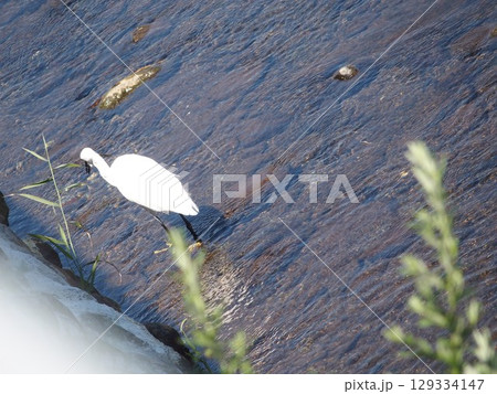 川の堰に飛来したコサギ 129334147