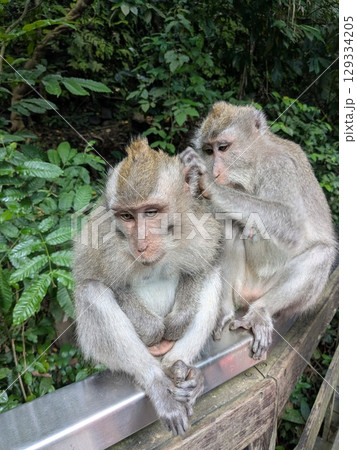 バリ島ウブドにある観光地「モンキーフォレスト」 129334205