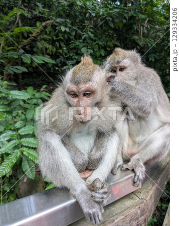 バリ島ウブドにある観光地「モンキーフォレスト」 129334206