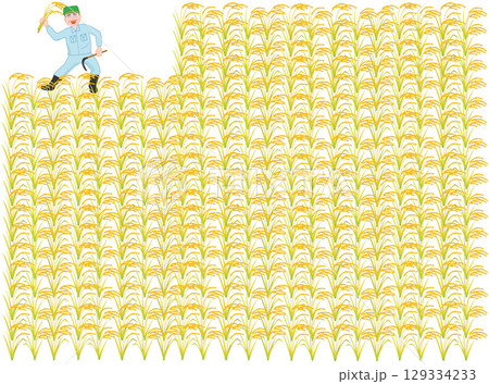 稲刈りの作業をしている農家 稲刈りの作業をしている農家 129334233