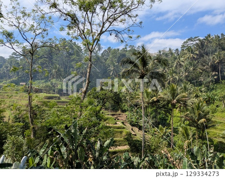 バリ島ウブドにある観光地「テガラランライステラス」 バリ島ウブドにある観光地「テガラランライステラス」 129334273