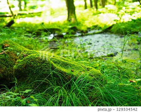 森の中、苔むす、木立、木漏れ日、湿地 森の中、苔むす、木立、木漏れ日、湿地 129334542