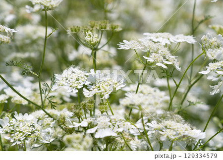 オルレア オルレア 129334579