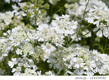 オルレア 129334582