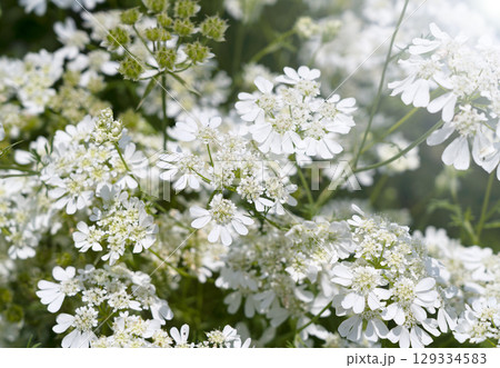 オルレア オルレア 129334583