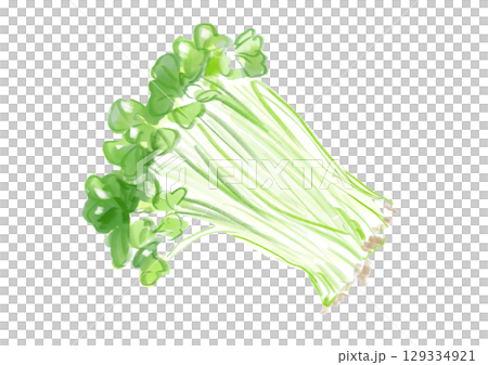 新鮮で美味しそうなカイワレの手描き水彩イラスト 129334921
