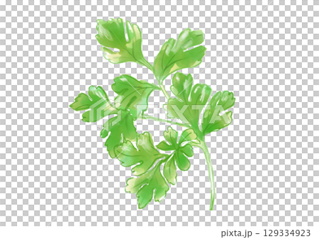 美味しそうで新鮮なパクチーの手描き水彩イラスト 129334923
