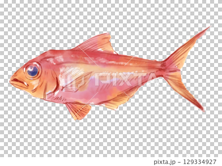 Beautiful and delicious hand-drawn watercolor illustration of alfonsino 129334927