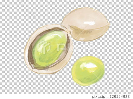 A hand-drawn watercolor illustration of freshly picked and delicious autumn ginkgo nuts 129334928