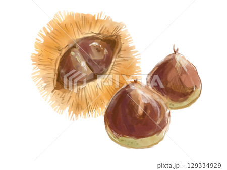採れたてで美味しそうな秋の味覚の栗の手描き水彩イラスト 129334929