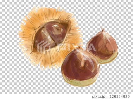 採れたてで美味しそうな秋の味覚の栗の手描き水彩イラスト 129334929