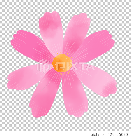 ピンク色の水彩風　コスモスのイラスト 129335050