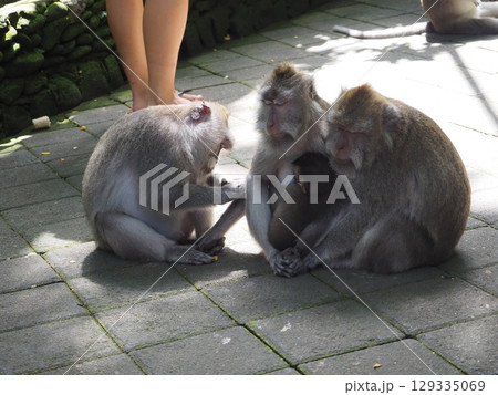 バリ島ウブドにある観光地「モンキーフォレスト」 129335069