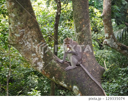バリ島ウブドにある観光地「モンキーフォレスト」 129335074