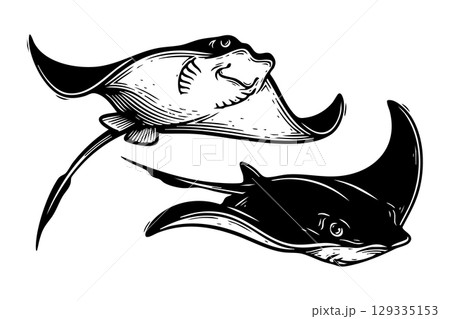 Graceful stingray pair vector, ideal for ocean, marine life, and nature themes. 129335153