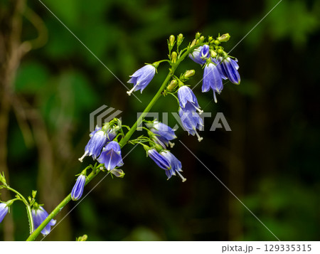 ツリガネニンジンの花 129335315