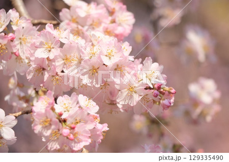 春の訪れを告げる満開の桜　日本の春 129335490