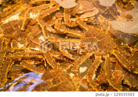 函館朝市の生簀（タラバガニ） 129335503