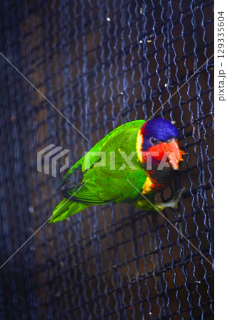 A vibrant, multi-colored parrot clings to a dark wire mesh fence. A vibrant, multi-colored parrot clings to a dark wire mesh fence. 129335604