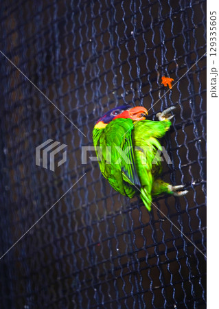 A vibrant, multi-colored parrot clings to a dark wire mesh fence. A vibrant, multi-colored parrot clings to a dark wire mesh fence. 129335605