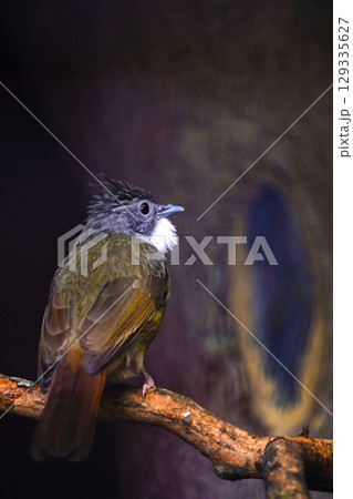 A dark-headed bulbul with a white patch on its throat and a spiky crest perches on a branch, looking to the right. The background is a blurry mix of dark colors. 129335627