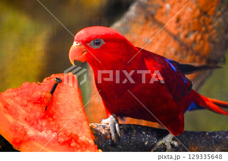 A red parrot, possibly a Red-flanked Lorikeet, eats a piece of papaya. The bird's blue primary feathers are visible on its wing. A red parrot, possibly a Red-flanked Lorikeet, eats a piece of papaya. The bird's blue primary feathers are visible on its wing. 129335648