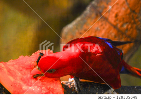 A red parrot, possibly a Red-flanked Lorikeet, eats a piece of papaya. The bird's blue primary feathers are visible on its wing. A red parrot, possibly a Red-flanked Lorikeet, eats a piece of papaya. The bird's blue primary feathers are visible on its wing. 129335649