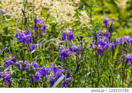 【北海道_根室市】根室十景 北方原生花園 129335780