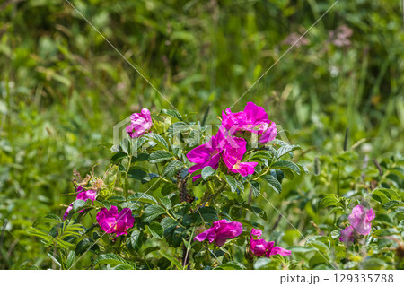 【北海道_根室市】根室十景 北方原生花園 129335788