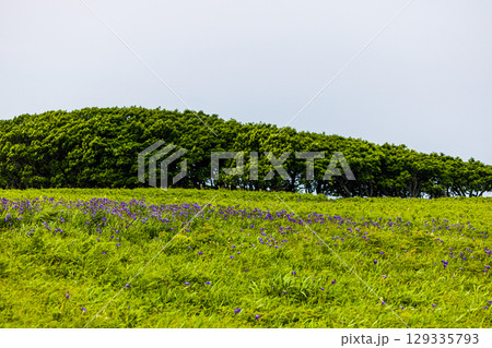 【北海道_根室市】根室十景 北方原生花園 【北海道_根室市】根室十景 北方原生花園 129335793