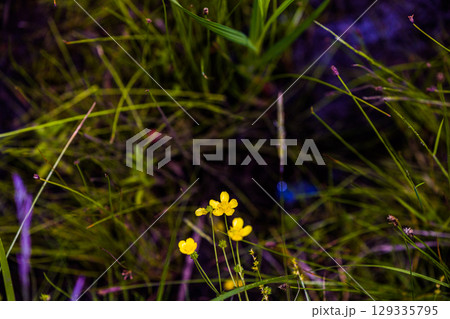 【北海道_根室市】根室十景 北方原生花園 129335795