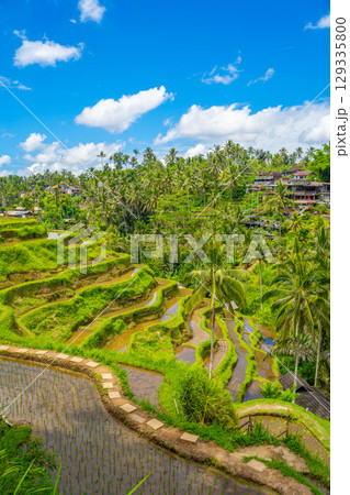 バリ島 トゥガララン棚田の風景 バリ島 トゥガララン棚田の風景 129335800