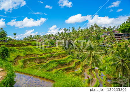 バリ島　トゥガララン棚田の風景 129335803