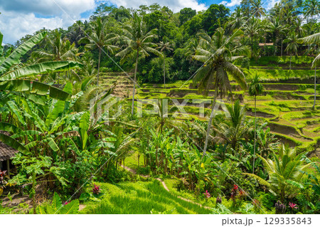 バリ島 トゥガララン棚田の風景 バリ島 トゥガララン棚田の風景 129335843