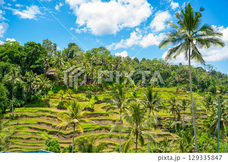 バリ島 トゥガララン棚田の風景 バリ島 トゥガララン棚田の風景 129335847