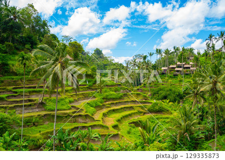 バリ島　トゥガララン棚田の風景 129335873