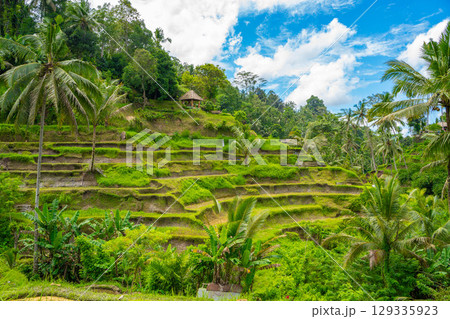 バリ島　トゥガララン棚田の風景 129335923