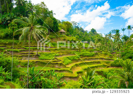 バリ島　トゥガララン棚田の風景 129335925