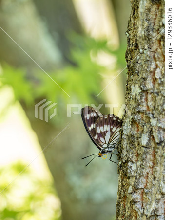 クヌギの木にとまるゴマダラチョウ 129336016