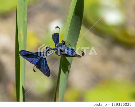 池の枯れ草にとまっている連結したチョウトンボ 129336023