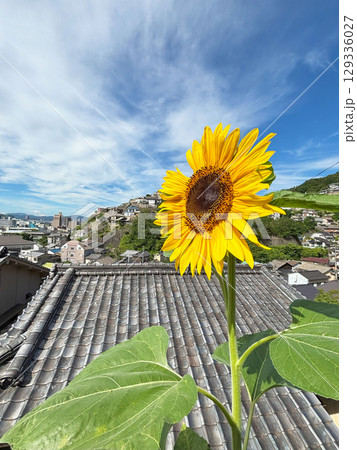 両城の200階段を背景に咲くヒマワリの花 両城の200階段を背景に咲くヒマワリの花 129336027