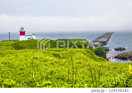 【北海道_根室市_花咲港】根室十景 ハマナス咲く花咲灯台と根室車石 7月 129336183