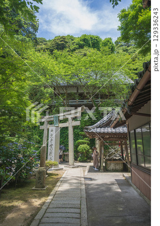竹生島 祈りの聖地の夏景色 竹生島 祈りの聖地の夏景色 129336243